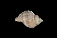 藏品(鶉法螺)的圖片